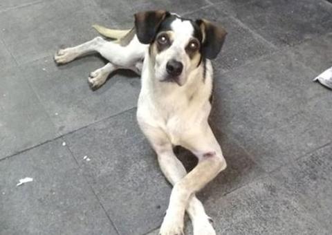 Caso Manchinha: Carrefour terá de depositar R$ 1 milhão em fundo para cuidados a animais