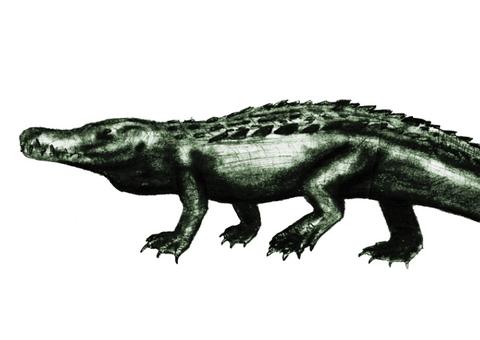 Superjacarés habitaram pântano gigante da Amazônia há milhões de anos