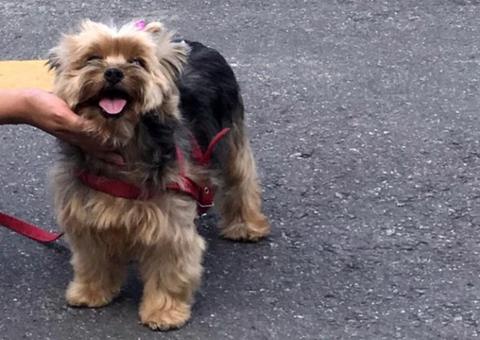 Dona oferece recompensa para recuperar cadela perdida em Manaus