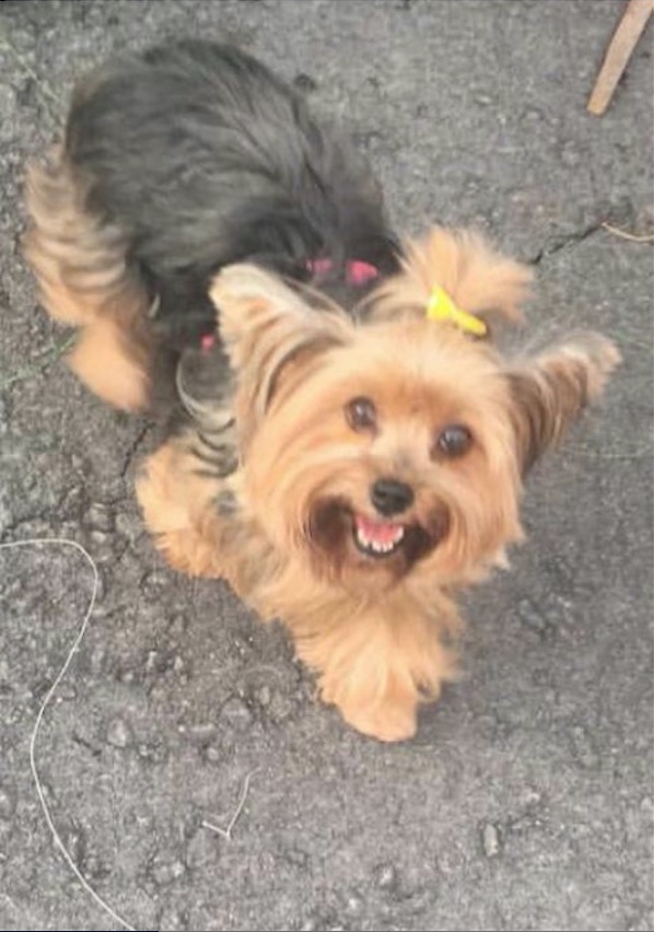 Dona oferece recompensa para recuperar cadela perdida em Manaus