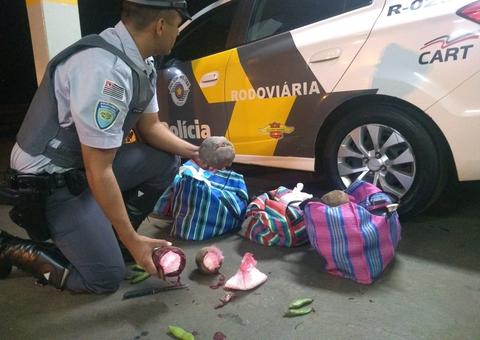 Cocaína é encontrada dentro de beterrabas em bagageiro de ônibus