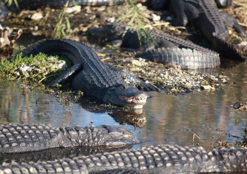 Procuradoria pede condenação de aposentado do Ibama que criava mais de 3 mil jacarés