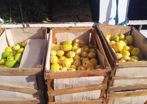 Goiaba vinda do Pará é apreendida no Amazonas; fruto é hospedeiro de mosca 