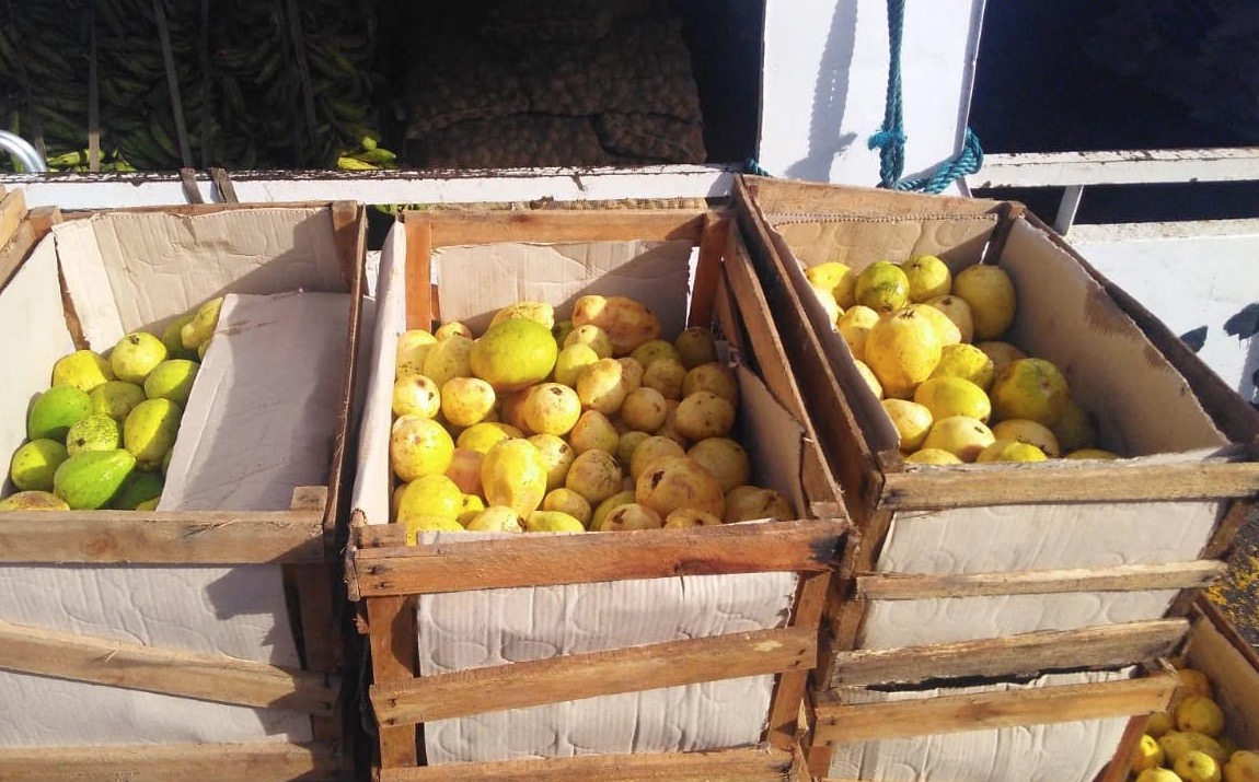Goiaba vinda do Pará é apreendida no Amazonas; fruto é hospedeiro de mosca 