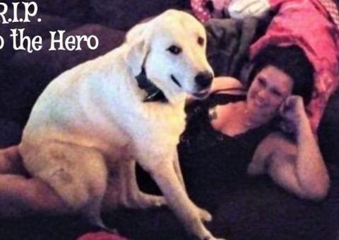 Cachorro morre ao tentar salvar família de atirador nos EUA