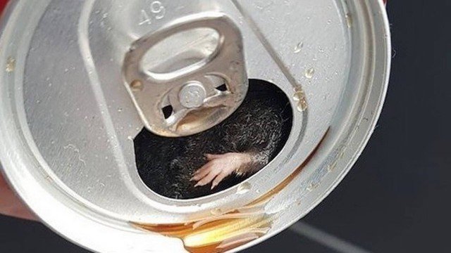 Homem garante ter encontrado rato em lata de refrigerante 