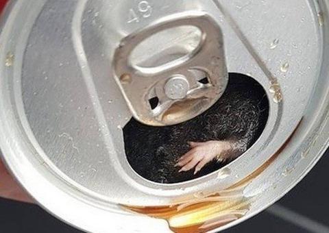 Homem garante ter encontrado rato em lata de refrigerante 