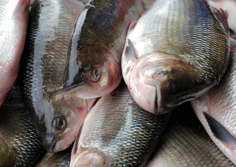 Feirão irá vender peixes a partir de R$8,50 em Manaus 