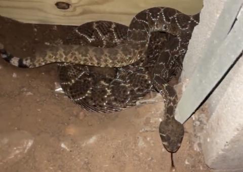 Empresa retira 45 cobras que viviam debaixo de casa no Texas 