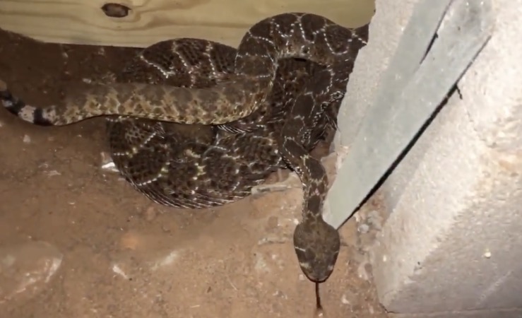 Empresa retira 45 cobras que viviam debaixo de casa no Texas 