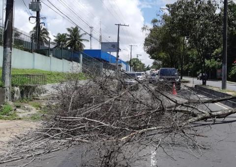 Quase trinta árvores mortas são retiradas de avenida em Manaus