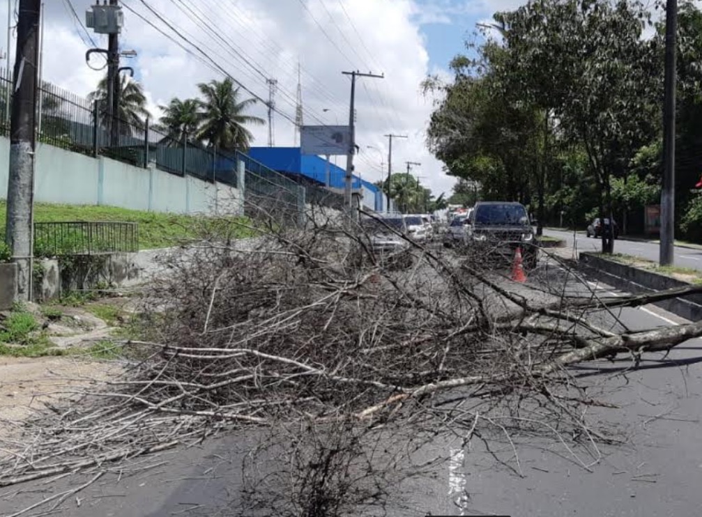 Quase trinta árvores mortas são retiradas de avenida em Manaus
