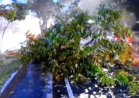 Árvore cai durante chuva e deixa trânsito caótico em avenida de Manaus