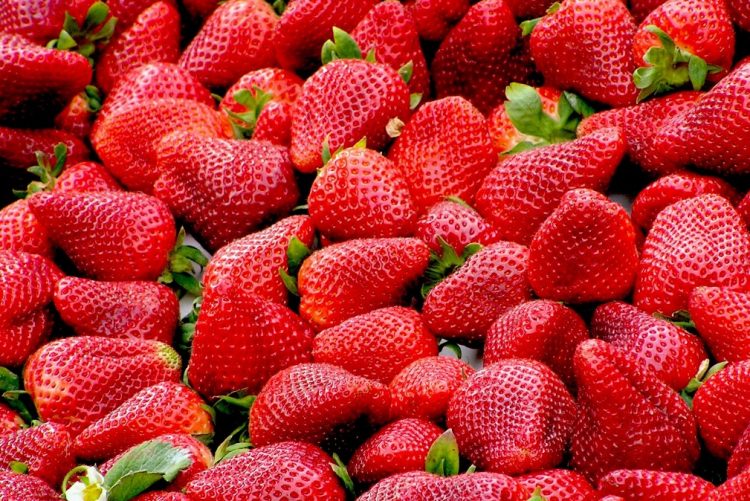 Morango combate a anemia; conheça mais benefícios 