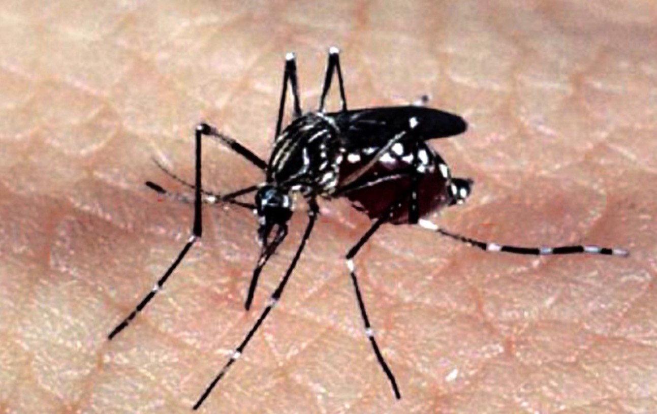 Casos de dengue crescem 224% no Brasil com 229 mil pacientes este ano