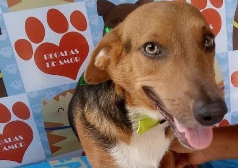 Centro de atenção animal realiza feira de adoção neste sábado