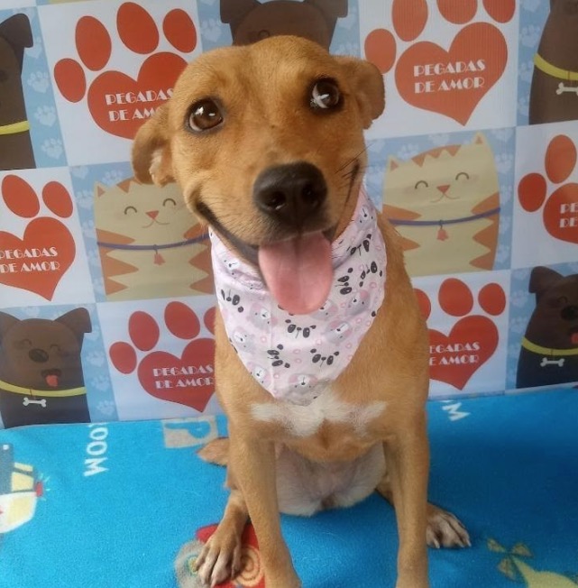 Centro de atenção animal realiza feira de adoção neste sábado