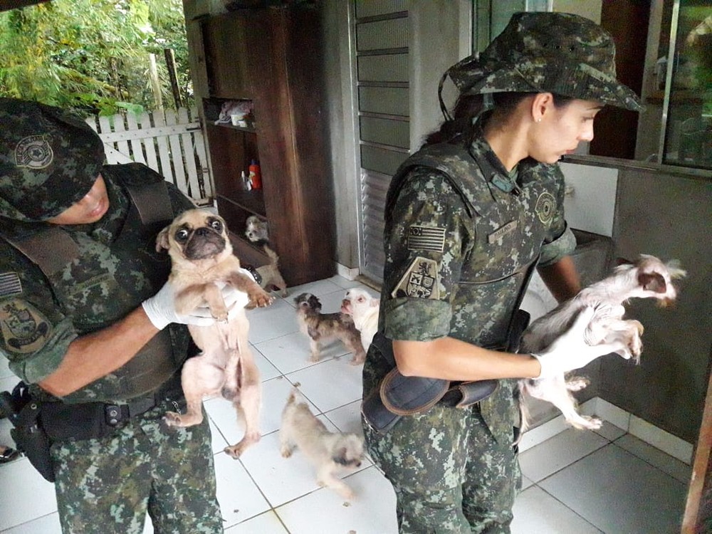 Mulher é multada em R$ 54 mil após maltratar 18 cães 