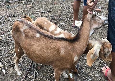 Homem é preso suspeito de abusar sexualmente de cabras 