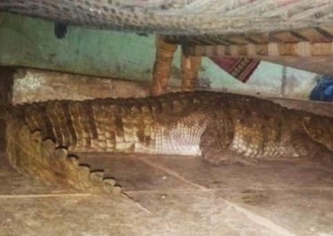 Homem se depara com crocodilo de mais de 2 metros embaixo da cama