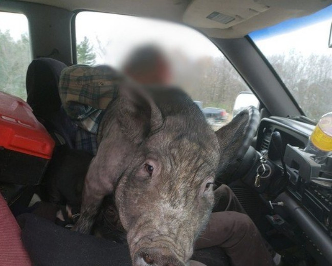 Polícia para homem dirigindo com porco de 110 kg no colo