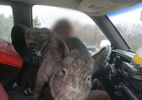 Polícia para homem dirigindo com porco de 110 kg no colo