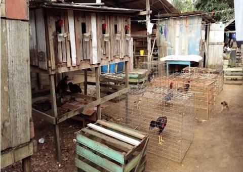 Após denúncia, matadouro clandestino é fechado no Amazonas 