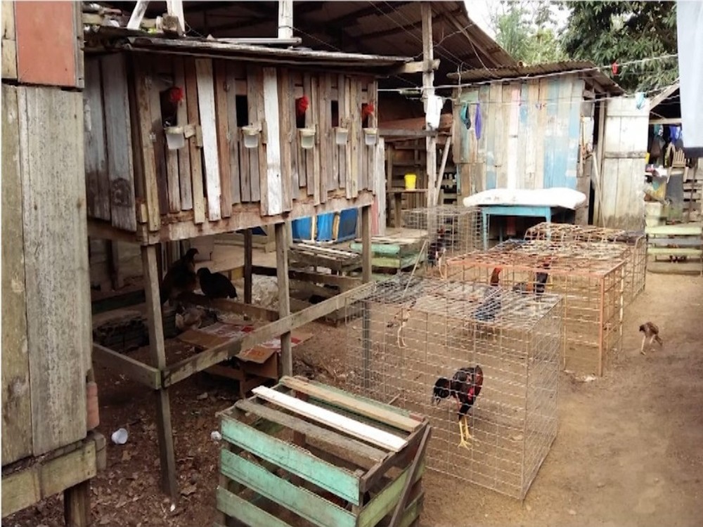 Após denúncia, matadouro clandestino é fechado no Amazonas 