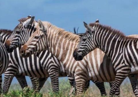 Foto de zebra 'loira' passeando em parque viraliza na internet