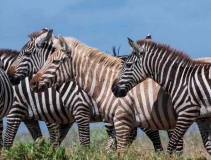 Foto de zebra 'loira' passeando em parque viraliza na internet