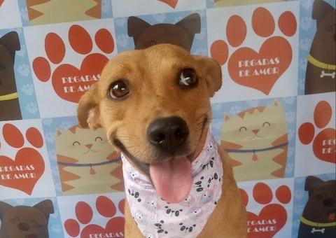 ONG realiza feira de adoção de cães neste sábado em Manaus 