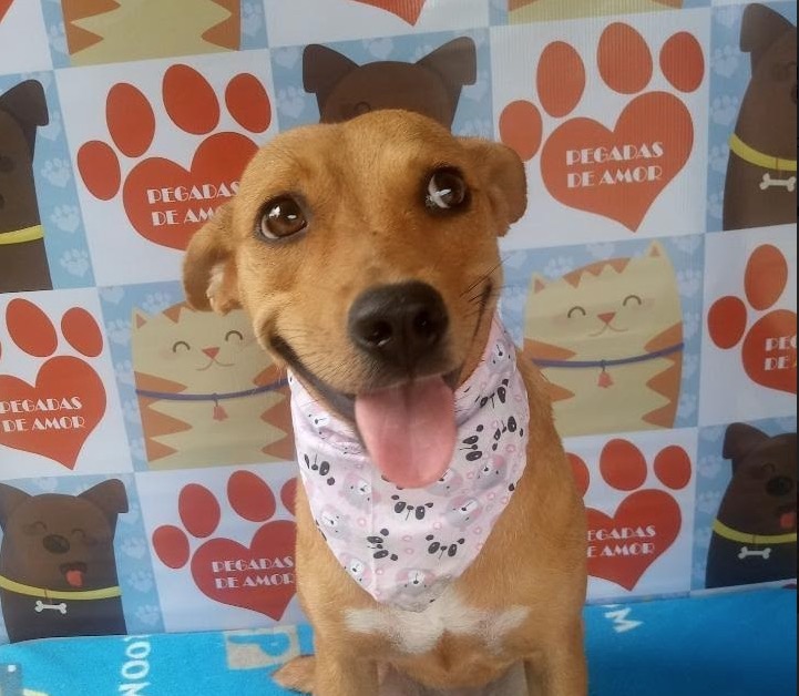 ONG realiza feira de adoção de cães neste sábado em Manaus 