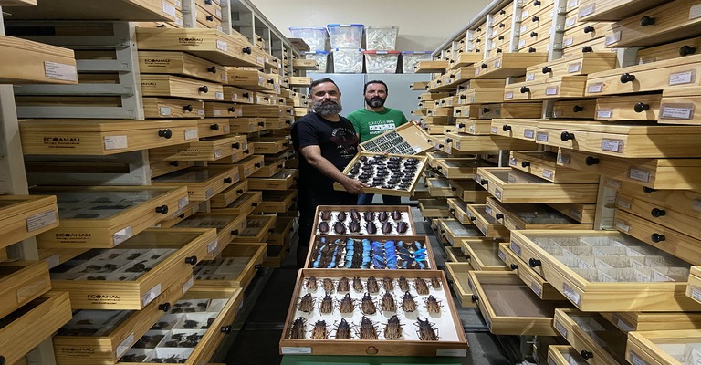 Estudo do Inpa descreve 149 novas espécies de insetos no Amazonas