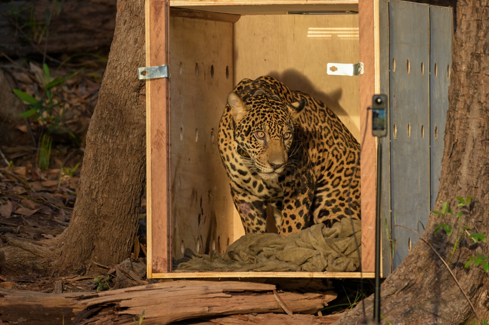 Onça-pintada resgatada no meio do Rio Negro é devolvida à natureza