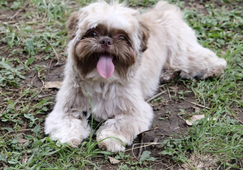 Cão da raça shih-tzu é furtado de área externa de mercado