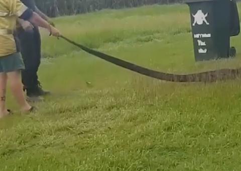 Cobra de 6 metros é resgatada após engolir duas galinhas no quintal de casa