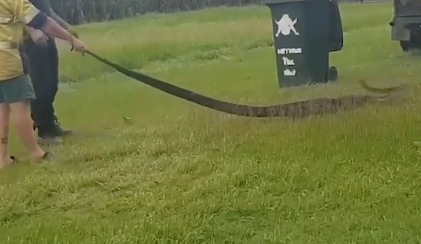 Cobra de 6 metros é resgatada após engolir duas galinhas no quintal de casa