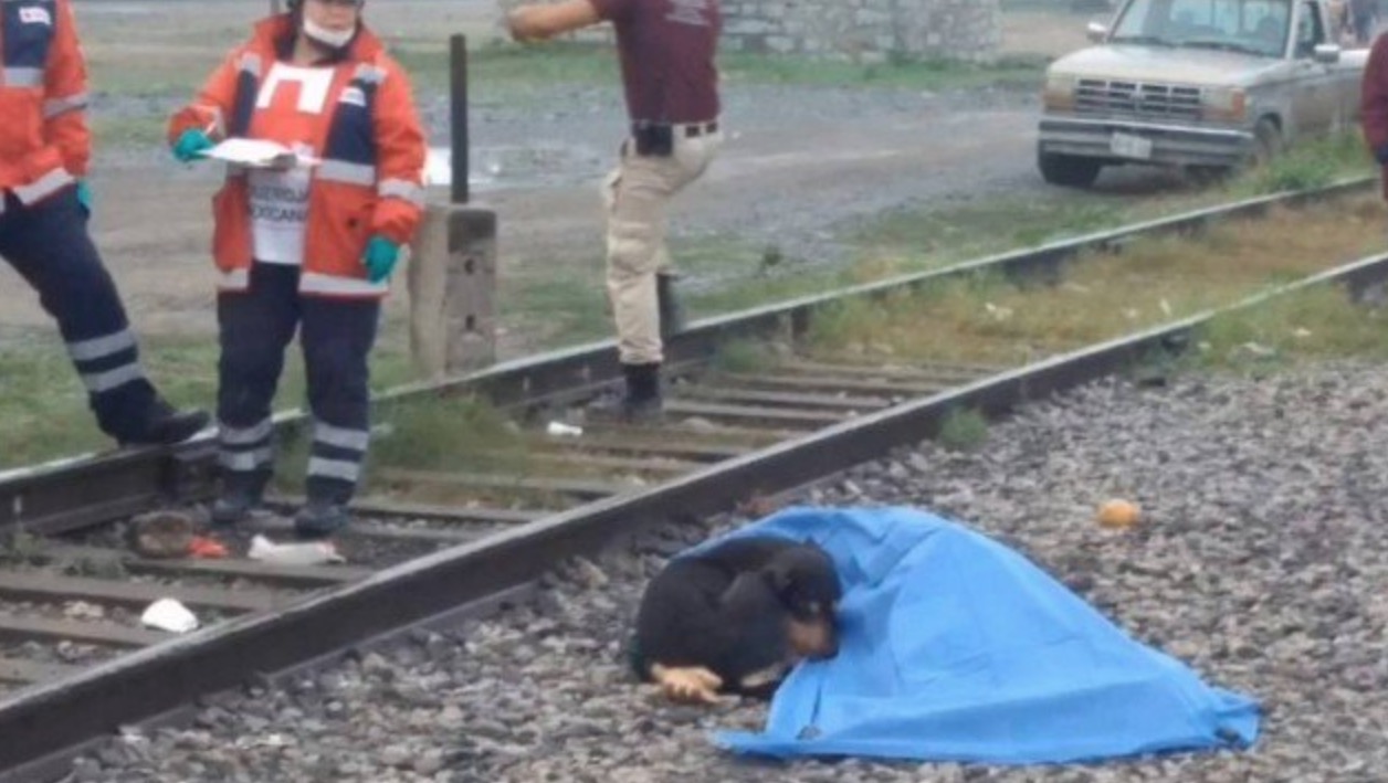 Cãozinho vela corpo de dono morto em linha de trem