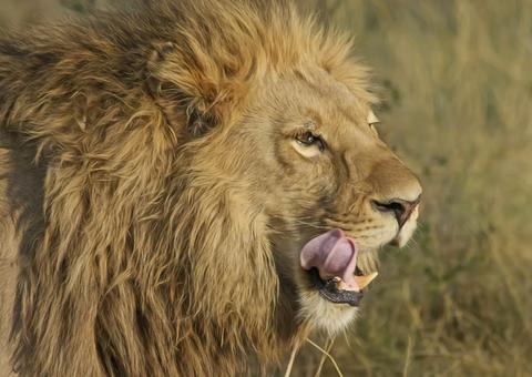 Caçador ilegal de rinocerontes morre pisoteado por elefante e corpo é devorado por leões