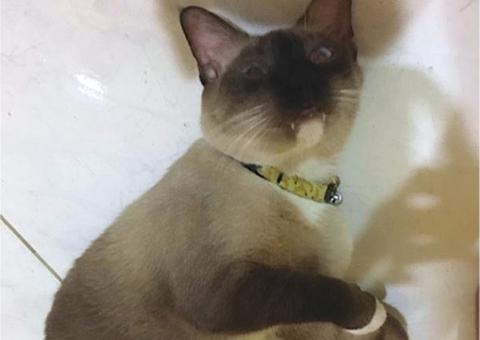 Dono oferece recompensa para encontrar gato de estimação em Manaus