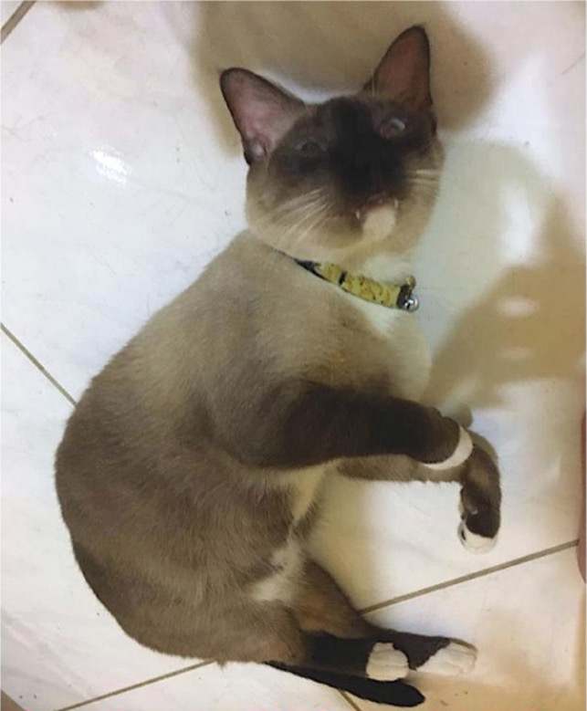 Dono oferece recompensa para encontrar gato de estimação em Manaus