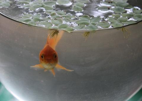 Homem é detido após deixar peixe de estimação sem comida por 3 dias