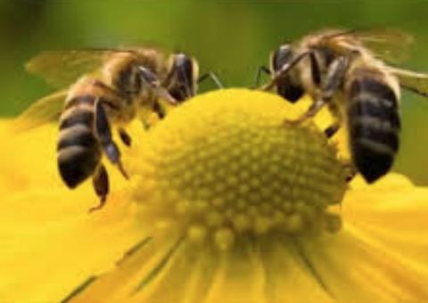 Médico encontra quatro abelhas vivas em olho de mulher 