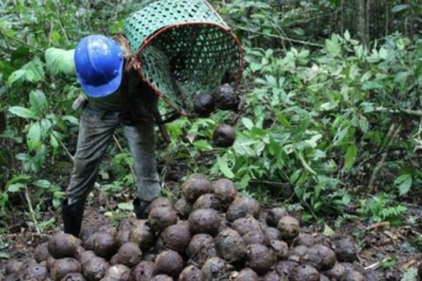 MPF expede recomendação para impedir ameaças a extrativistas de reserva no Amazonas