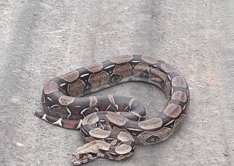 Jiboia é a cobra mais resgatada na área urbana de Manaus