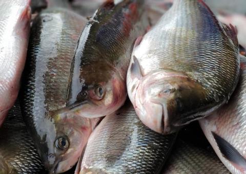 Empório do Sebrae irá vender peixe mais barato na Semana Santa em Manaus 