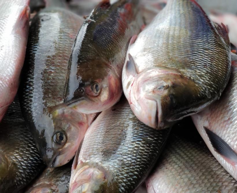Empório do Sebrae irá vender peixe mais barato na Semana Santa em Manaus 