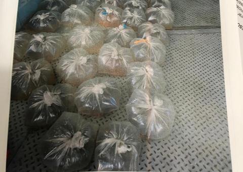 Polícia prende brasileiros e colombiano com 21 mil alevinos em embarcação no Amazonas