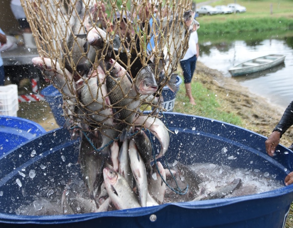 Feirão do Pescado da Semana Santa terá tambaqui a R$ 9,90 em Manaus 