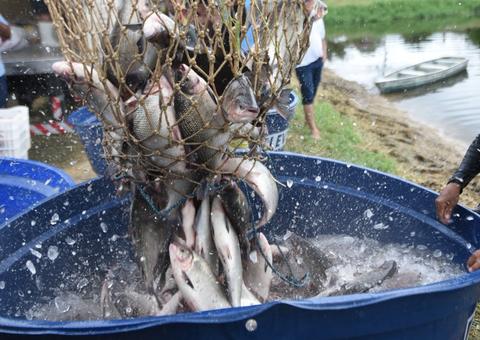 Feirão do Pescado da Semana Santa terá tambaqui a R$ 9,90 em Manaus 